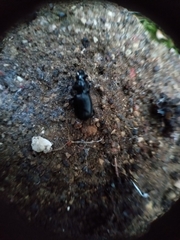 Pterostichus aethiops