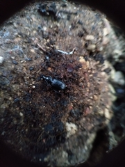 Pterostichus aethiops