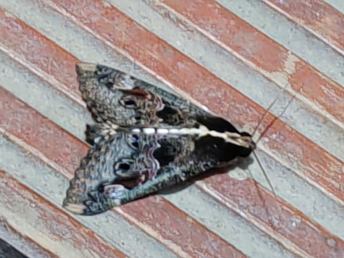 Sundowner moth