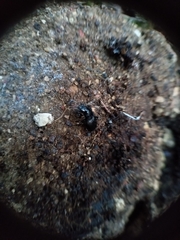 Pterostichus aethiops