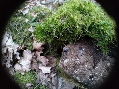 Pterostichus aethiops