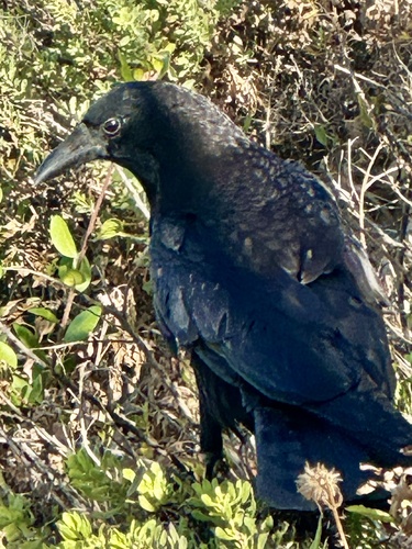 American Crow observed by jennbixby