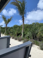 Cocoseae