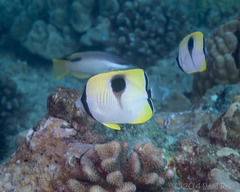 Chaetodon unimaculatus