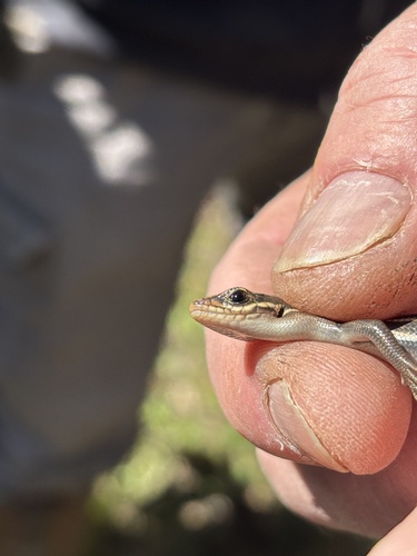 Broad-headed Skink observed by saguzman11