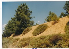 Genista tridentata