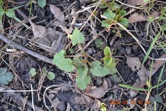 Lamium album