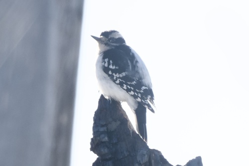 Hairy Woodpecker observed by ymmjpd