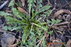 Taraxacum officinale