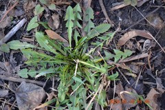 Taraxacum officinale