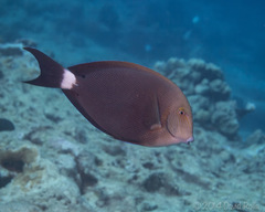 Acanthurus nigroris