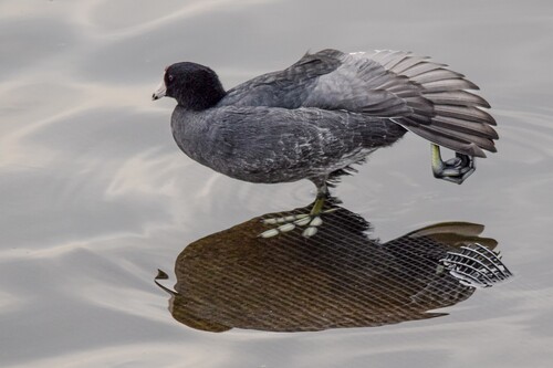 American Coot photographed in Illinois