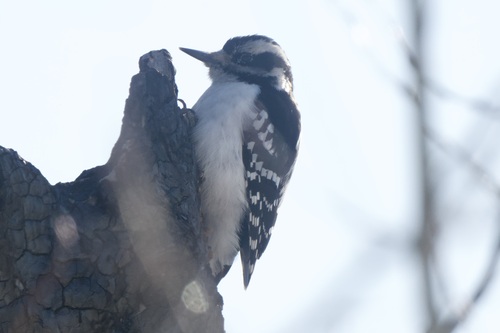 Hairy Woodpecker observed by ymmjpd