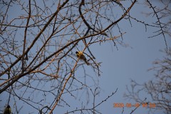 Parus major