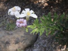Lilium rubescens