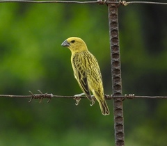 Anomalospiza imberbis