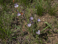 Calochortus nudus