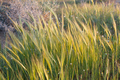 Hordeum spontaneum