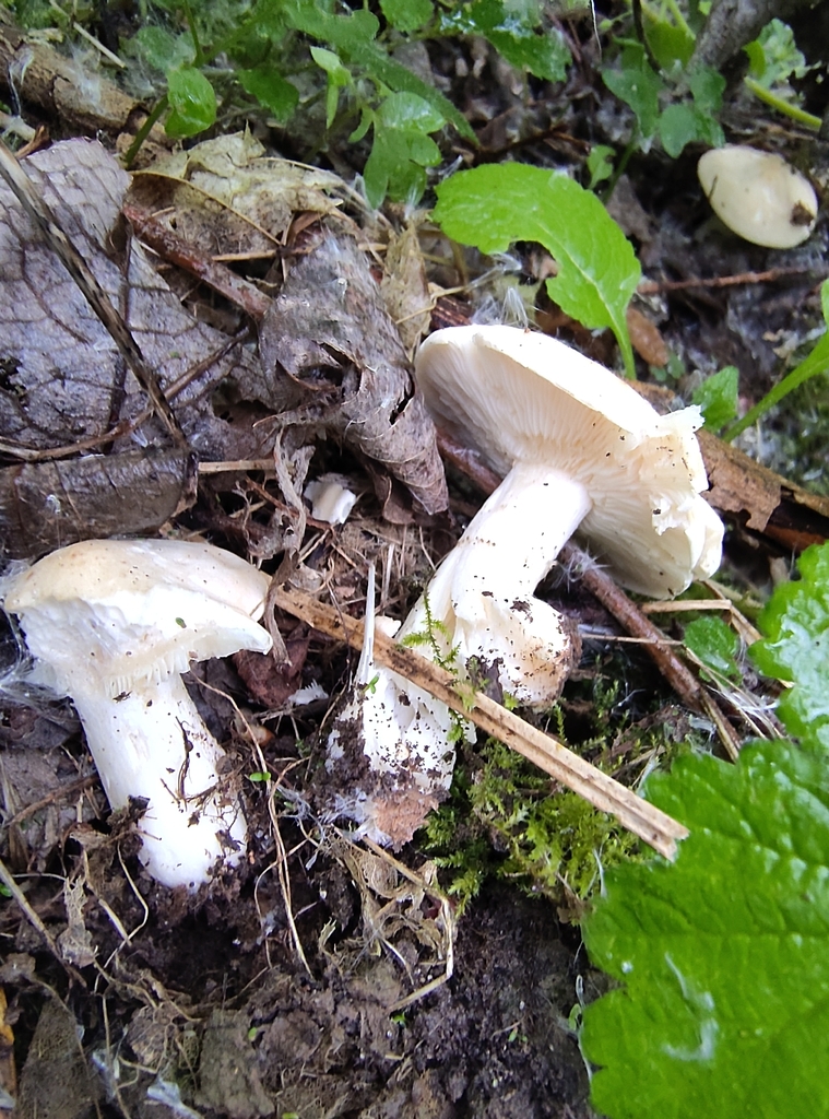 Calocybe gambosa · April 2026 · photo: © barbaraterhal (iNaturalist, cc0)