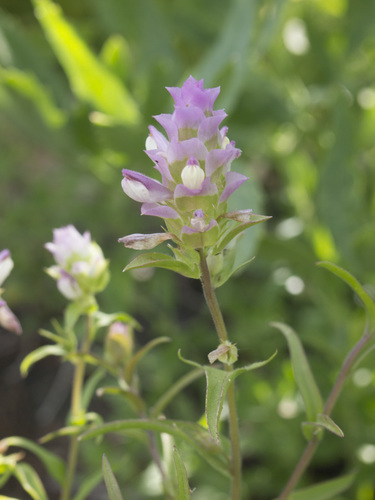 Orthocarpus cuspidatus ssp. copelandii