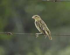 Anomalospiza imberbis