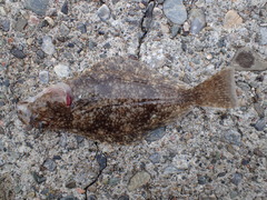 Hippoglossus hippoglossus