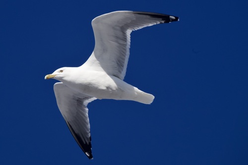 American Herring Gull observed by ymmjpd