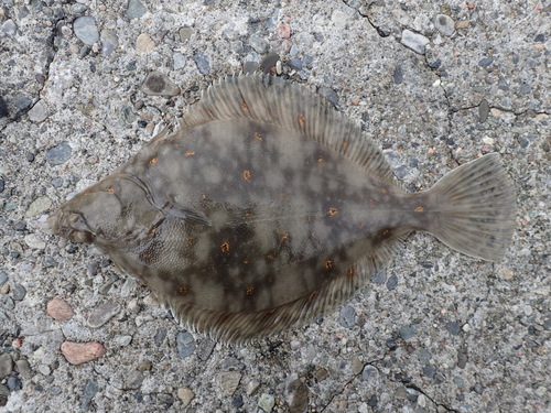 Foto de Solla europea (Pleuronectes platessa)