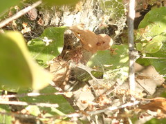 Agelenidae