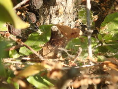 Agelenidae