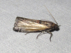 Acrobasis comptella
