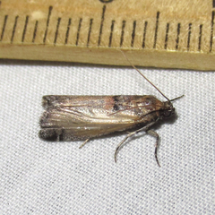 Acrobasis comptella