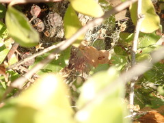 Agelenidae