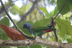Pionus menstruus