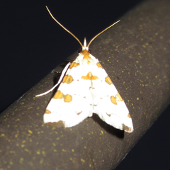 Conchylodes octonalis