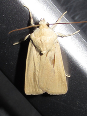 Copablepharon grandis