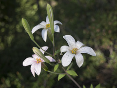 Lilium rubescens