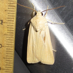 Copablepharon grandis