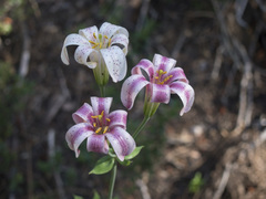 Lilium rubescens