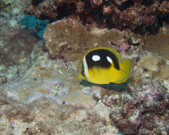 Chaetodon quadrimaculatus