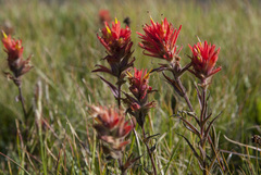 Castilleja applegatei breweri