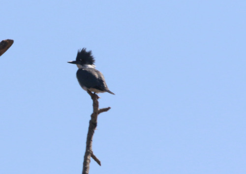 Belted Kingfisher observed by gogolac