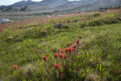 Castilleja applegatei breweri