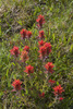 Brewer's Paintbrush - Photo (c) Todd Ramsden, some rights reserved (CC BY-NC), uploaded by Todd Ramsden