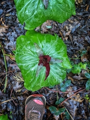 Trillium kurabayashii