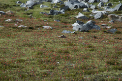 Castilleja applegatei breweri