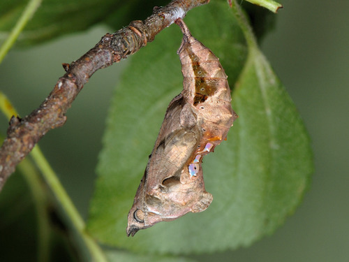 Karpytūnė nuotrauka