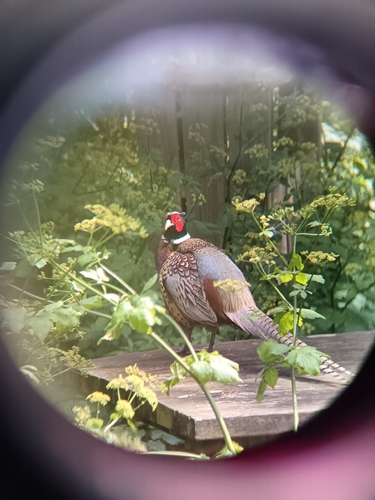 Faisan de Colchide observed by nicolas_senmartin