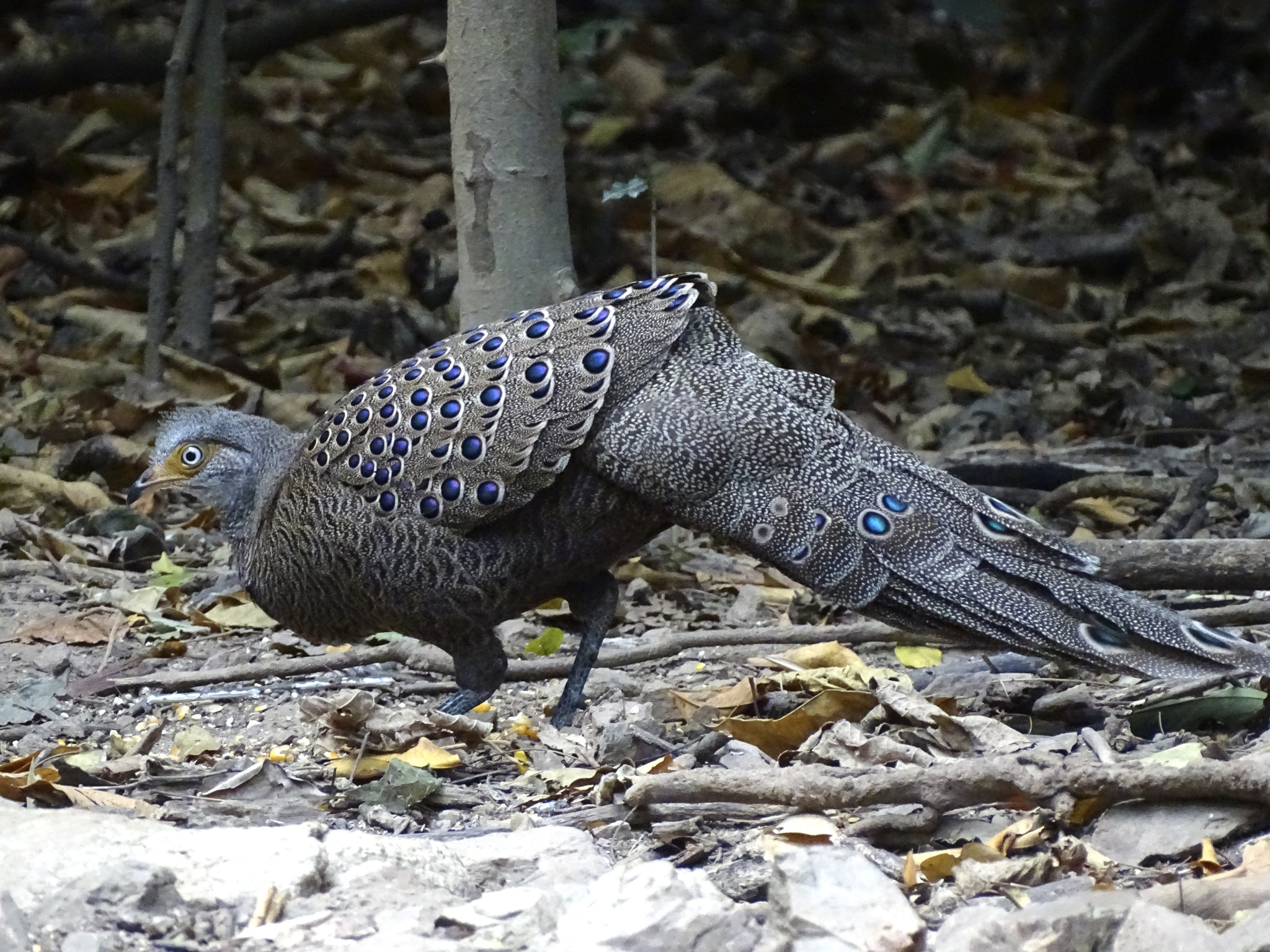 Grey Peacock-Pheasant (Polyplectron bicalcaratum), photo 1