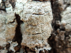 Pertusaria coccodes